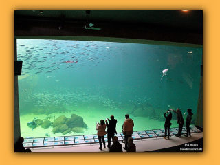Ocenarium Hirtshals (10).jpg